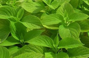 ベルタHMBの効果は？口コミや評判を調べてみました！！