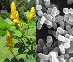 【シュトレッグ】を履くだけで痩せる？実際の効果と口コミとは