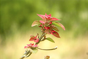 【育活男子は必読】育毛剤モノボなら1日5分のケアでOK！口コミで評判や効果を紐解いていきましょう！恋のスタートは育活から！！