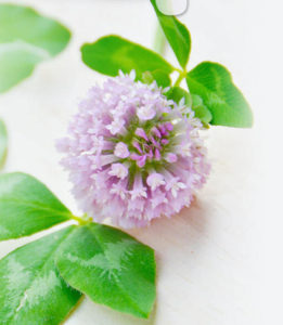 リッチクリアホワイトソープ口コミ情報はここ！判明した問題のデメリットとは