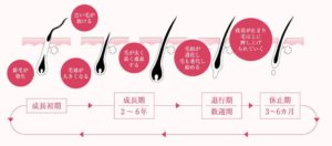 【やっぱ好きやねん】ちょっと！わらびはだの口コミやら効果やら評判やらはホンマなんか教えてんか！安いん？お得なん？