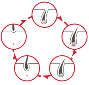 薄毛予防の豆知識