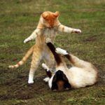 こうじ酵素ともっとすっきり生酵素を比べた結果‥分かれ道はここにアリ